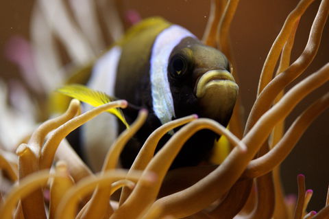 Solitary Islands Aquarium - Australian Destinations 1