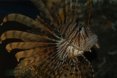 Solitary Islands Aquarium - Australian Destinations 4