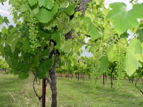 Holland Wines - Australian Destinations 0