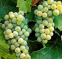 Clover Hill Vineyard - Australian Destinations