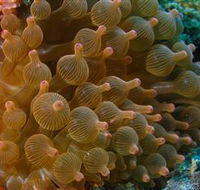 Coral Gardens Dive Site Mooloolaba - Australian Destinations