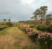 Damasque Rose Oil Farm