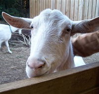 Drysdale Cheeses - Australian Destinations