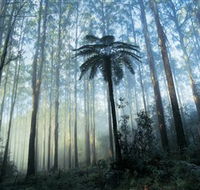 Yarra Ranges National Park - Australian Destinations