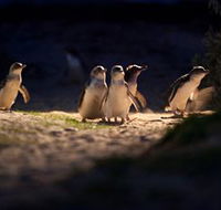 Phillip Island Nature Parks - Australian Destinations