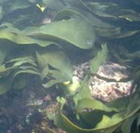 Churchill Island Marine National Park - Australian Destinations