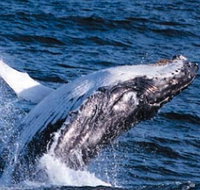 Sydney Eco Whale Watching - Australian Destinations