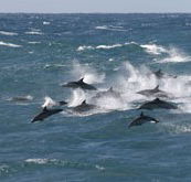 Tamboi Queen Cruises - Australian Destinations