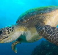 Byron Bay Dive Centre - Australian Destinations
