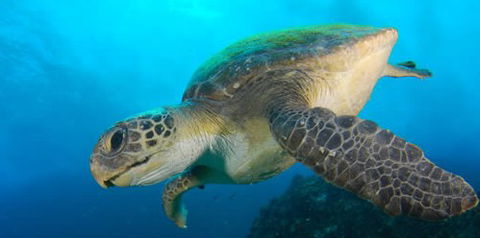 Byron Bay Dive Centre - Australian Destinations 0