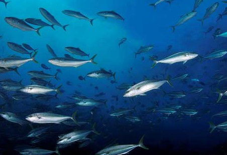 Byron Bay Dive Centre - Australian Destinations 2