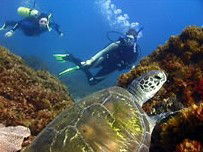 Byron Bay Dive Centre - Australian Destinations 3