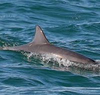 Byron Bay Dolphin Wildlife Tours - Australian Destinations
