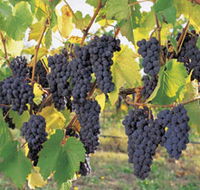 Hills Short Wine and Food Trail - Australian Destinations