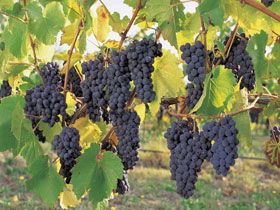 Hills Short Wine And Food Trail - Australian Destinations 0