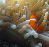 The Hangover Dive Site - Australian Destinations