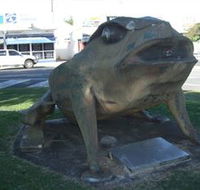 Big Cane Toad - Australian Destinations