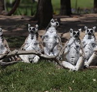 Savannah Visitor Plaza Taronga Western Plains Zoo Dubbo - Australian Destinations