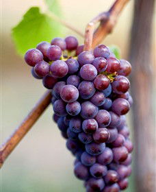 Ellender Estate - Australian Destinations 6