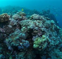 Manta Ray Drop Off Dive Site - Australian Destinations