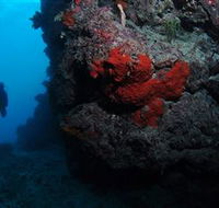 Stepping Stones Dive Site - Australian Destinations