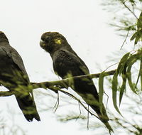 Conimbla National Park - Australian Destinations