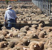 Livestock Marketing Centre - Australian Destinations