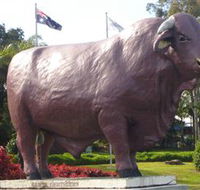 Rockhampton Bull Statues - Australian Destinations