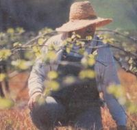 Canobolas Smith Winery - Australian Destinations