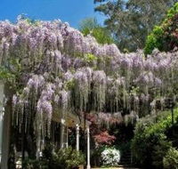 Nooroo Gardens - Australian Destinations