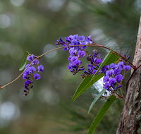 Mann River Nature Reserve