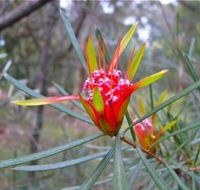 Glenbrook Native Plant Reserve and Nursery - Australian Destinations