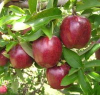 Top 40 Orchard - Australian Destinations