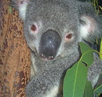 Hunter Valley Zoo - Australian Destinations