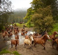 Glenworth Valley Horse Riding - Australian Destinations