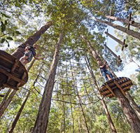 TreeTop Adventure Park Central Coast - Australian Destinations