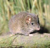 Munmorah State Conservation Area - Australian Destinations