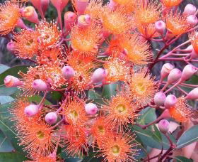 Peaceful Bay - Australian Destinations 2