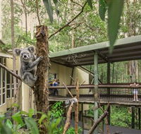 Daisy Hill Koala Centre - Australian Destinations