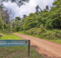 Antarctic Beech picnic area - Australian Destinations