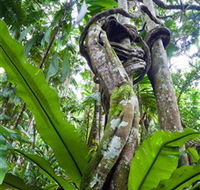 Tamborine Rainforest Skywalk - Australian Destinations