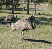 Glen Ian Ostrich and Emu Farm - Australian Destinations