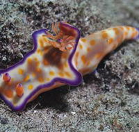 Curtain Artificial Reef Dive Site - Australian Destinations