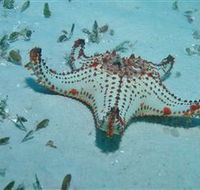 The Pines Dive Site - Australian Destinations