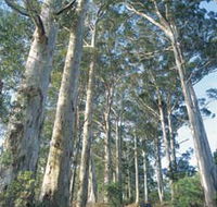 The Great Forest Trees Drive - Australian Destinations
