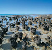 Hamelin Pool Stromatolites - Australian Destinations