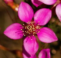 Flora - Australian Destinations