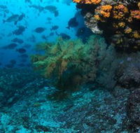 Henderson Rock Dive Site - Australian Destinations