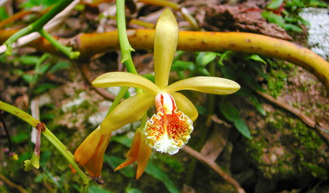 Falls Walking Track - Australian Destinations 1