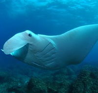 Manta Bommie Dive Site - Australian Destinations
